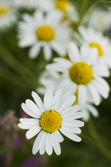 Chamomile flowers.