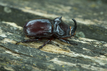 Scarabeo rinoceronte che cammina su legno