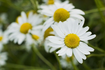 Fototapeta premium Chamomile flowers.