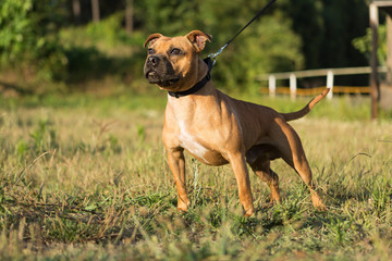 Staffordshire bull terrier