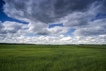 Fototapeta na wymiar Colorful landscape on field in the summer.