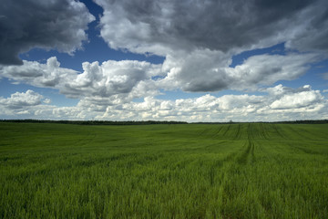 Cloudy sky over the field,summer landscape.