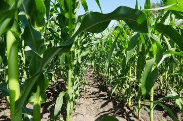 Green corn field