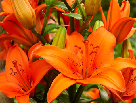 Bright orange lily flowers