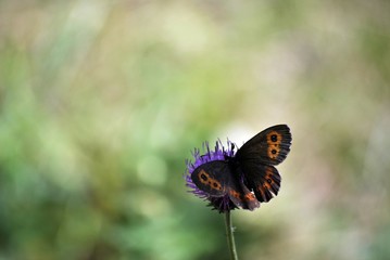farfalla multicolore