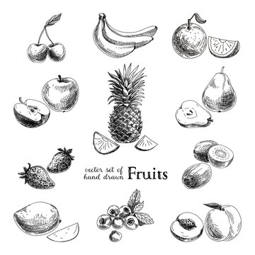 Vector set of hand drawn vintage  fruits and berries.