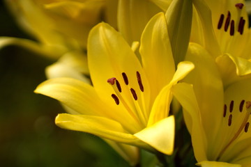 Beautiful yellow lilies