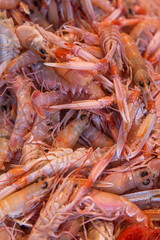Scampi
