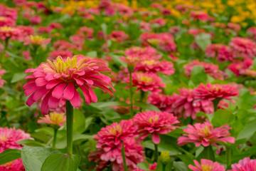 pink Zinnia Flower