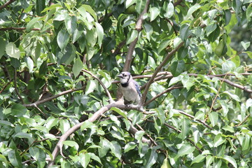 Blue Jay (Cyanocitta cristata) perched on a branch of an old pear tree.

