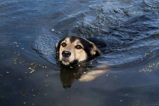 floating dog