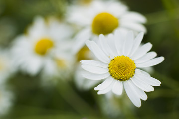 Chamomile flowers.