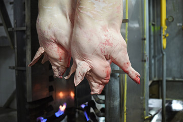 dead pork carcasses hanging on meat production