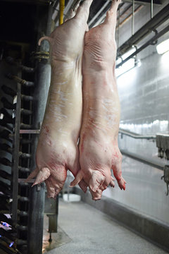 dead pig carcasses in meat production