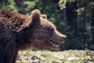 Plakat Predatory brown grizzly bear in the wild world