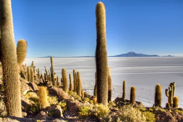 Fotobehang Cactuses the salt flates of Uyuni, Bolivia   © waldorf27
