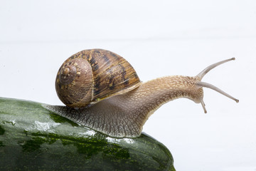 Lumaca chiocciola in primo piano che striscia su una zucchina