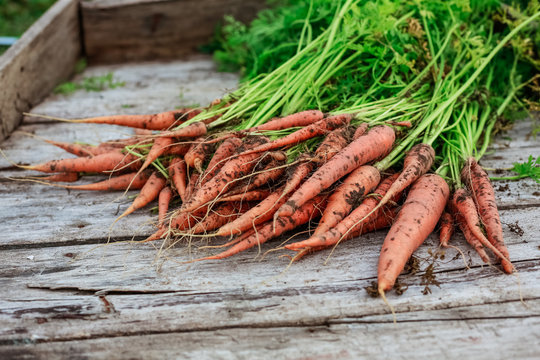  bundle of dirty carrot on wooden planks background
