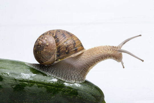 Lumaca chiocciola in primo piano che striscia su una zucchina