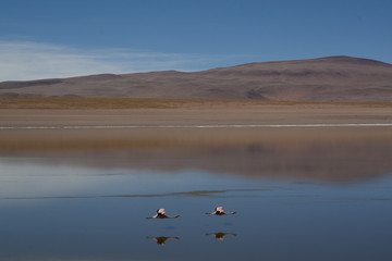 Flamingos in the Andean highlands in Bolivia
