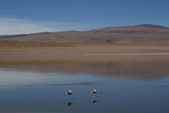 Flamingos in the Andean highlands in Bolivia
