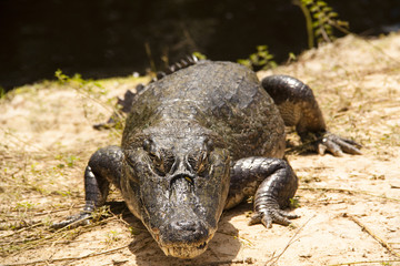 Cayman at the side of a river in the Pantanal, Brazil
