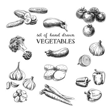 Vector hand drawn sketch vegetable set. Eco foods.