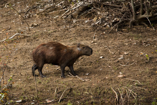 Capybara in the woods of the Pantanal, Brazil
