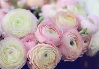 Pink ranunculus bouquet. Selective focus image , soft colors