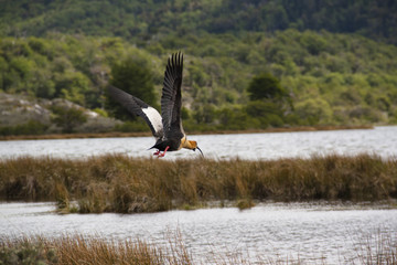 Ibis wading in Tierra del Fuego, Ushuaia, Argentina
