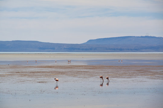 Flamingos in the water in El Calafate, Argentina
