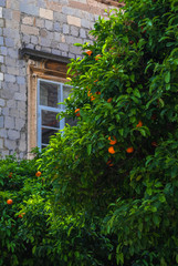 Fototapeta na wymiar orange tree