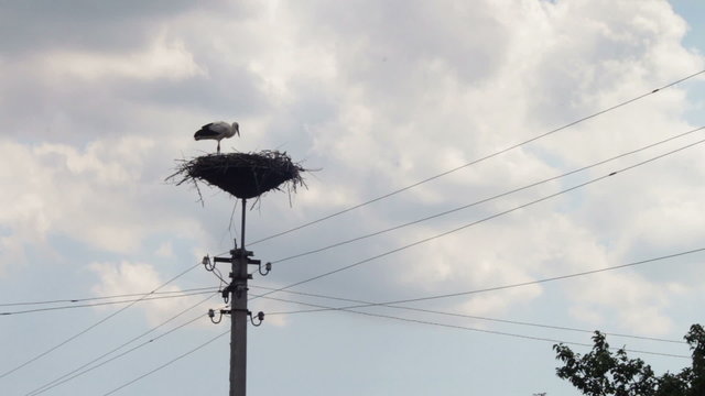 Storks are sitting in a nest on a pillar.