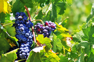 grapes in the vineyard