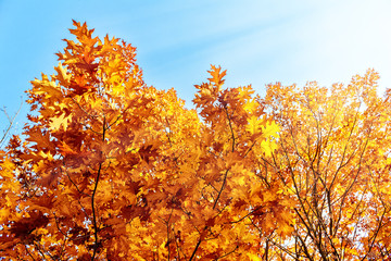Autumn background