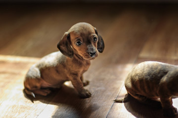 dachshund puppy