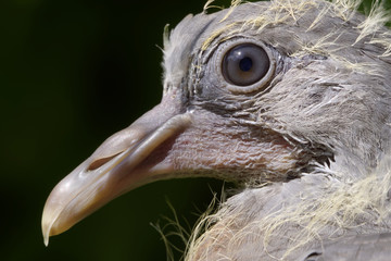 face of a very young common wood pigeon (Columba palumbus) which has just left the parental nest
