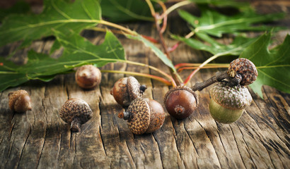 Acorns with leaves on wooden background