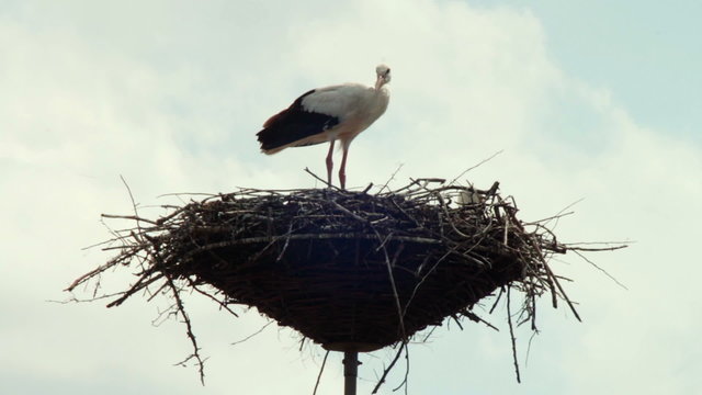 Storks are sitting in a nest on a pillar.