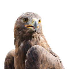 Beautiful strong raptor golden eagle bird