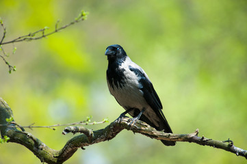Fototapeta premium Hooded crow on the branch