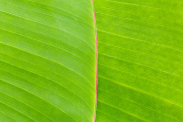 Banana Leaf