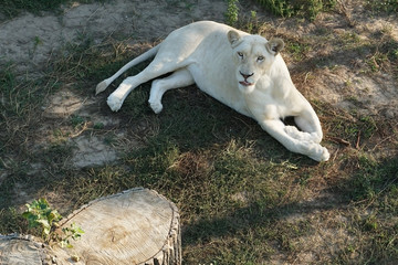 White lioness © IgorZD