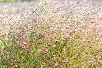 Fountain grass