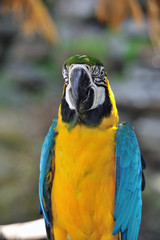 ルリコンゴウインコ