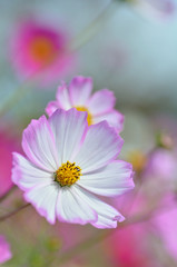 Obraz premium コスモスの花