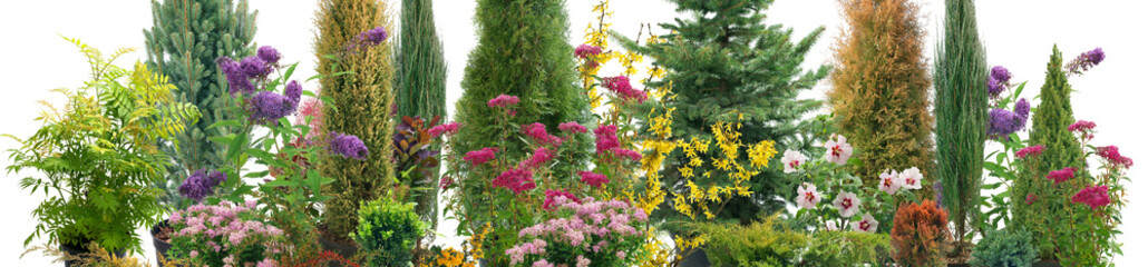 Composition of shrubs