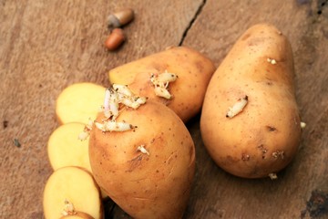 potato sprouted on a wooden vintage