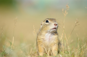 Naklejka na ściany i meble European ground squirrel from close front view
