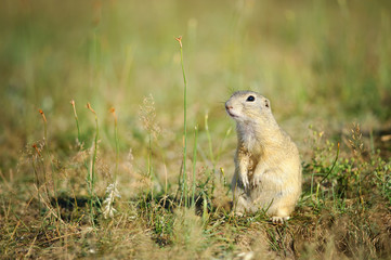 Naklejka na ściany i meble European ground squirrel sitting on green grass